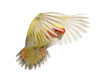 Rosy-faced Lovebird flying, Agapornis roseicollis