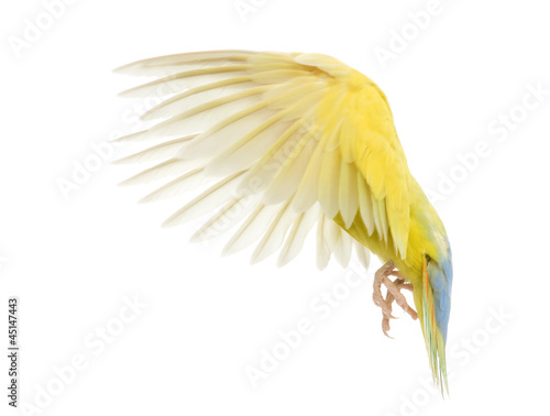 Photo: Rosy-faced Lovebird flying, Agapornis roseicollis Rosy-faced Lovebird flying, Agapornis roseicollis