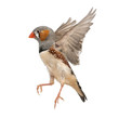 Zebra Finch flying, Taeniopygia guttata