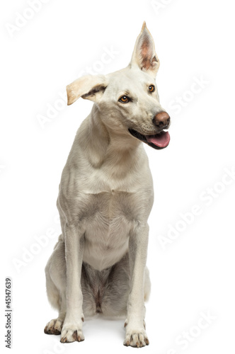 Photo: Crossbreed dog sitting against white background Crossbreed dog sitting against white background