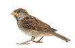 House Sparrow against white background