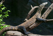 Komodo dragon is heated
