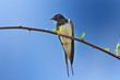 Spring Swallow Sitting on Tree Branch