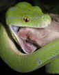 Snake Green Tree Python