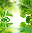 Photo: Environnement végétal Environnement végétal