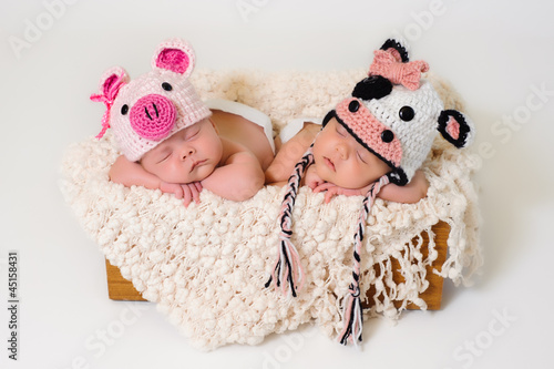 Photo: Fraternal twin newborn baby girls wearing pig and cow hats Fraternal twin newborn baby girls wearing pig and cow hats