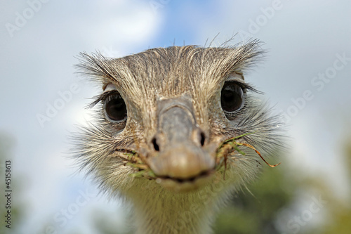Photo: lustiges Nanduportrait lustiges Nanduportrait