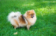 Photo: spitz, Pomeranian dog in city park spitz, Pomeranian dog in city park