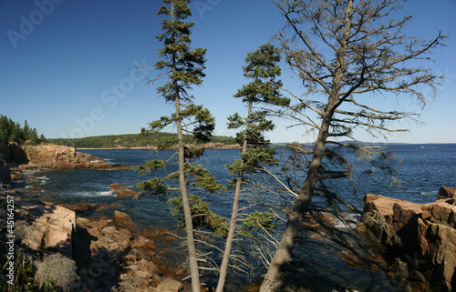 Photo: Coastal trees and granite ledges Coastal trees and granite ledges