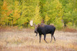 Moose, walking through autumn meadow