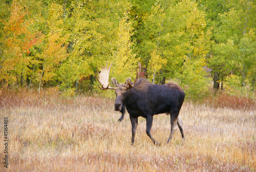 Photo: Moose, walking through autumn meadow Moose, walking through autumn meadow