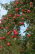 Äpfel - Malus