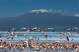 Uccelli con il Kilimangiaro - Fine Art prints