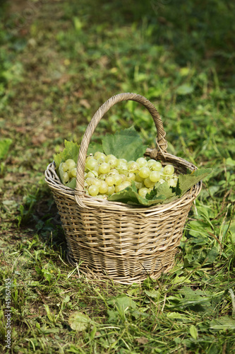 Photo: grapes grapes