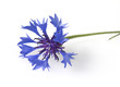 Kornblume; Centaurea cyanus
