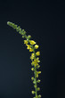 Odermenning; Agrimonia Eupatoria