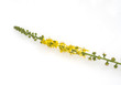 Odermenning; Agrimonia Eupatoria