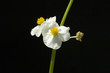 Pfeilkraut, Sagittaria sagittifolia