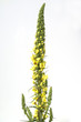 Schwarze Koenigskerze, Verbascum nigrum