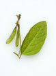 Sojabohnen, Glycine max,