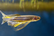 Danio rerio