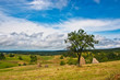 Rural landscape with haystacks and fruit tree in Romania