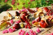 Foto: kastanien im garten kastanien im garten