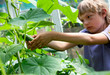 The boy plucks a cucumber