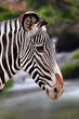 Zebra in the wild