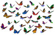 Illustration: butterflies butterflies