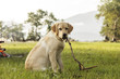 Dog in nature