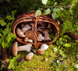 Basket with mushrooms