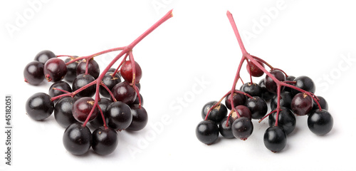 Photo: Sambucus nigra - Elderberry. Herbal remedy. Sambucus nigra - Elderberry. Herbal remedy.
