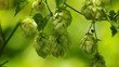 Hopfen