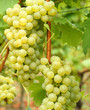 Trauben am Weinstock