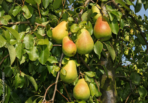 Photo: Birnen am Baum - Pears Birnen am Baum - Pears