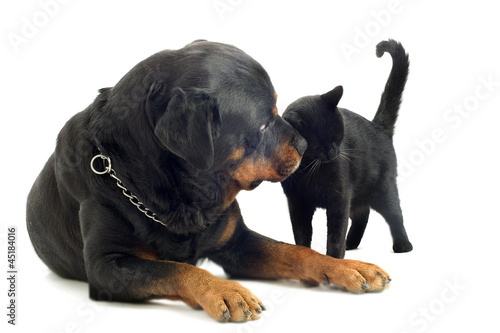 Photo: rottweiler and cat rottweiler and cat