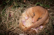 Schlafende Haselmaus