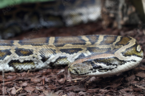 Photo: Indian python Indian python