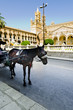  Horse and Cathedral in Palermo