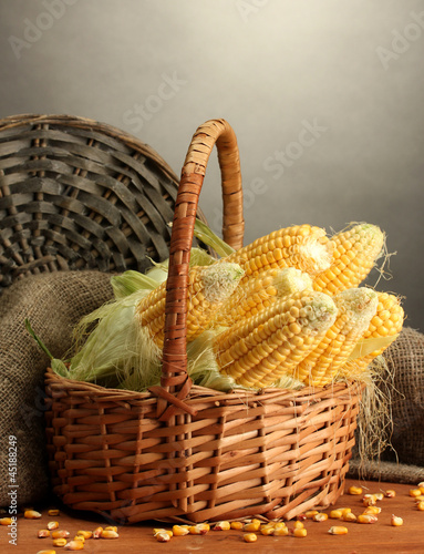 Photo: fresh corn in box, on wooden table, on grey background fresh corn in box, on wooden table, on grey background
