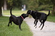 spielende hunde