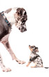 Great Dane and chihuahua dogs