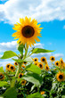 Field of Sunflowers
