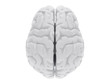 3d human brain