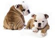 english Bulldog puppy
