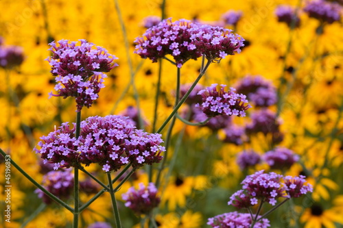 Photo: Verbena bonariensis Verbena bonariensis
