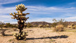 Jumping Cholla Cactus Panorama