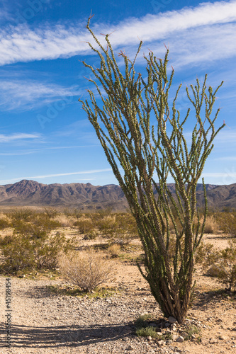 Photo: Ocotillo Cactus Ocotillo Cactus