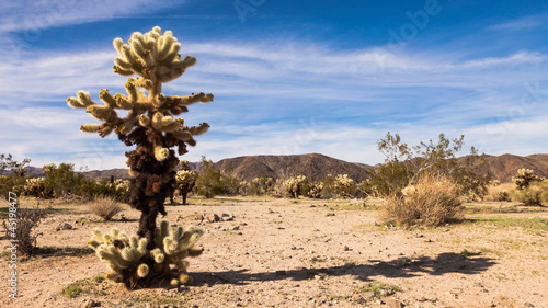 Photo: Jumping Cholla Cactus Panorama Jumping Cholla Cactus Panorama